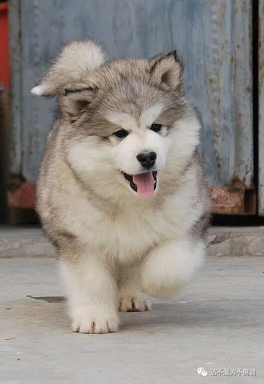 阿拉斯加雪橇犬是最古老的雪橇犬之一.體格硬壯,屬於尖嘴犬種.