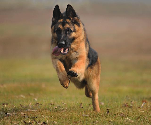 通常被用來當做警犬第十名:德國牧羊犬