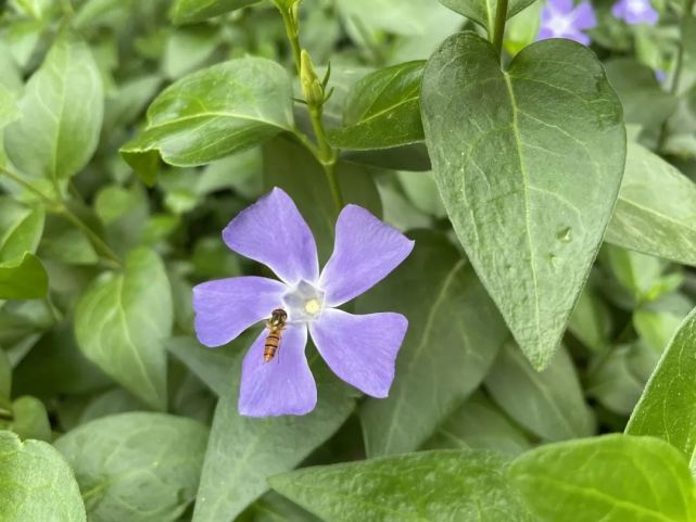 节气林科大 蔓长春 仙女紫 年度流行色 键哥 蔓长春 林科大