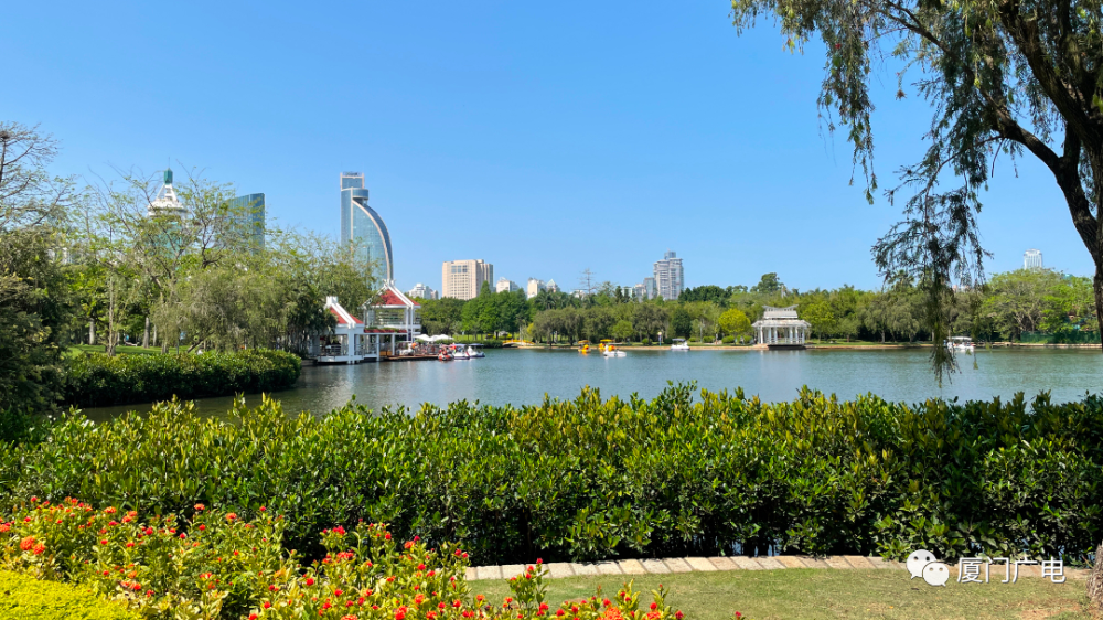 公園在翔安香山公園馬鞭草花海吸引不少市民遊客前來感受美好春色風車