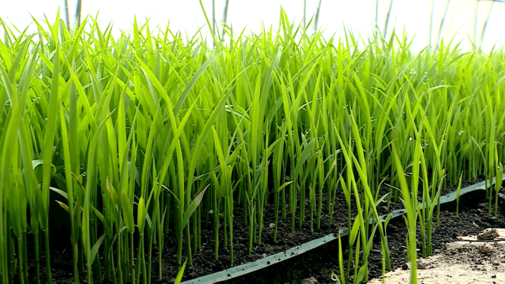 微变化里看孙吴立夏时节育苗忙水稻秧棚绿意浓