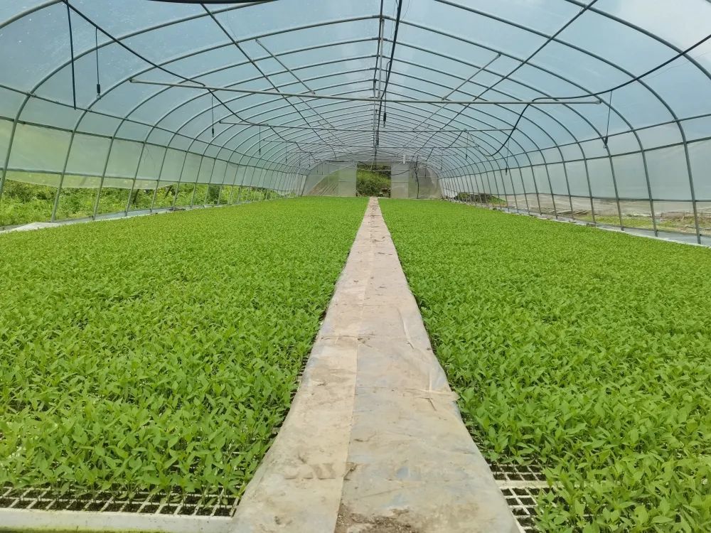 走进辣椒育苗基地,400万株等待移栽的辣椒苗整齐地排列在大棚内,株株
