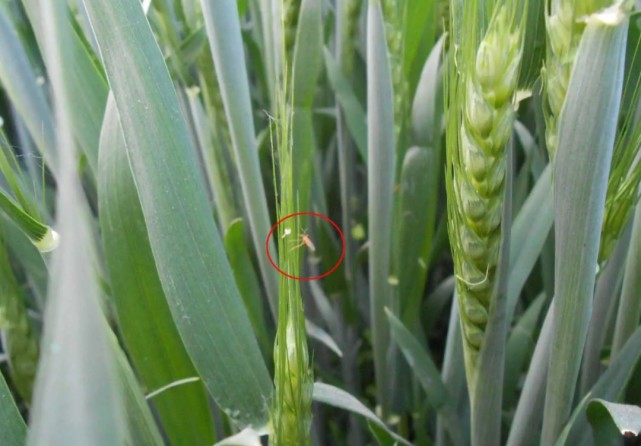 小麦吸浆虫图片幼虫图片