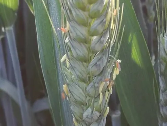 小麦吸浆虫危害大,抓住时期防治是关键,打不对时间一季白忙