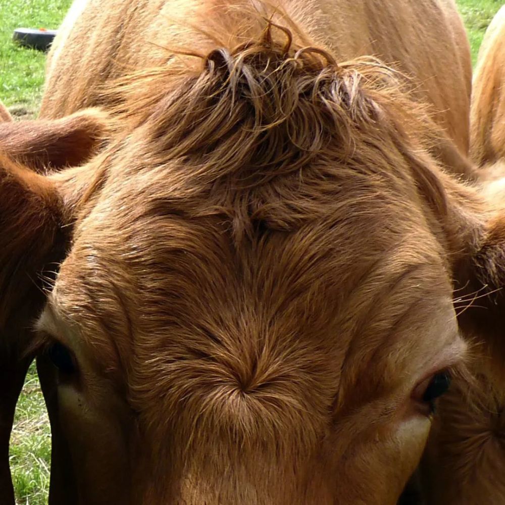 牛头旋发型图片