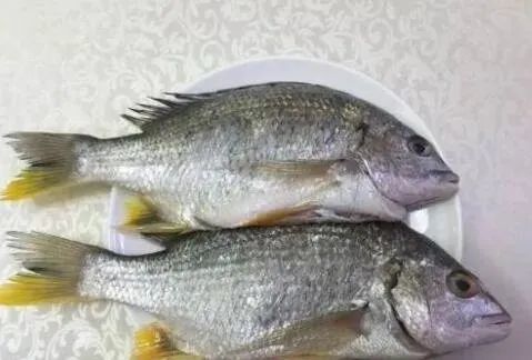 黄翅鱼有什么功效 吃黄翅鱼的功效与作用_腾讯新闻