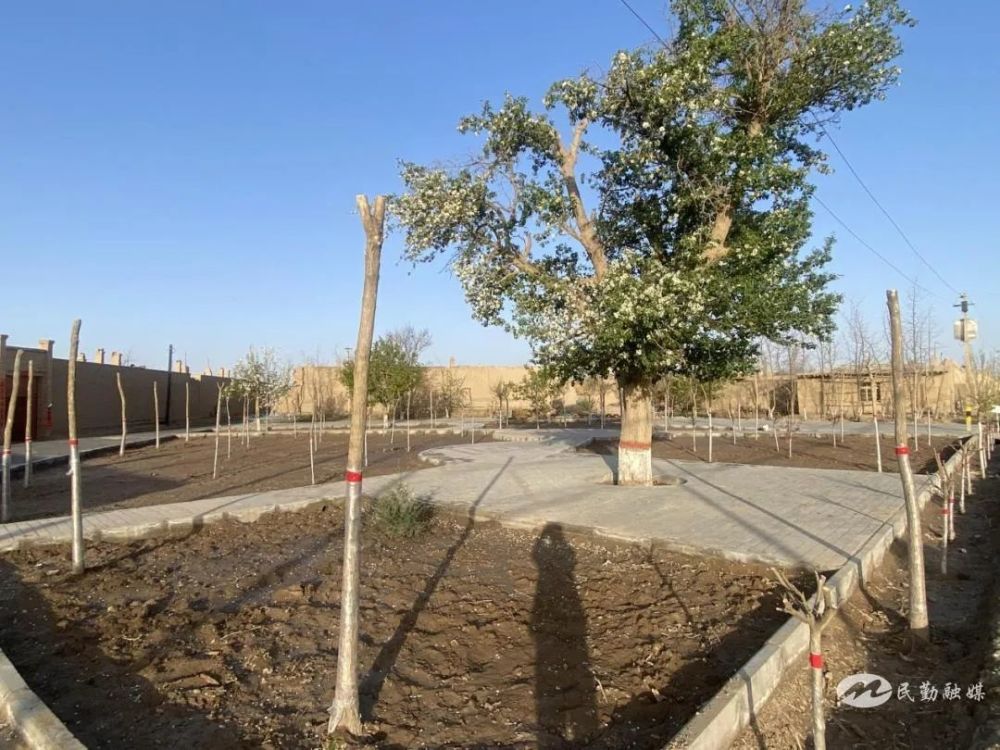 民勤县大坝镇田斌村春季绿化补植美化乡村环境