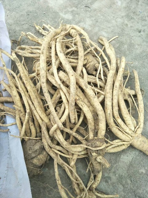 新疆中药材种植有哪些优势品种?