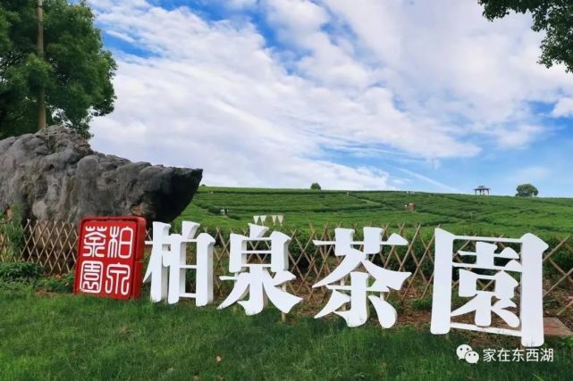 东西湖美景柏泉茶园