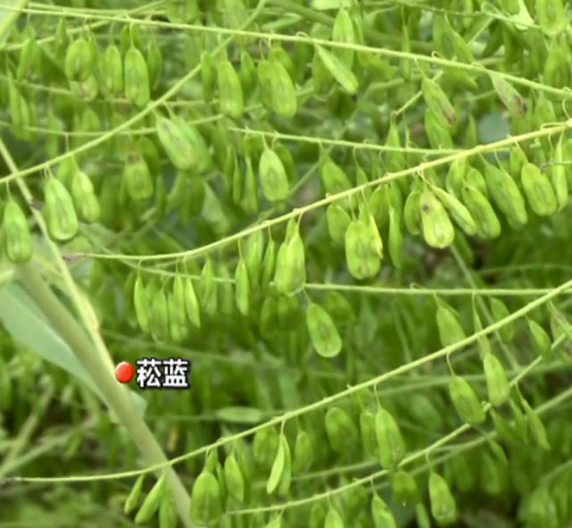 花園版本草綱目 武漢植物園又一絕美打卡點驚豔上新