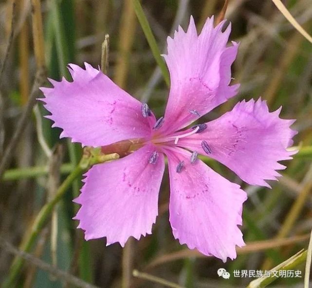 康乃馨|康乃馨|石竹|植物|石竹科|花卉