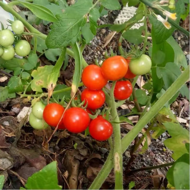 农村一种酷似西红柿的"毛辣果"人们称其为番茄的亲戚,您认识吗