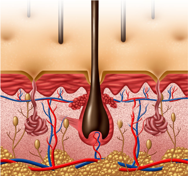 人体的汗腺分为大汗腺和小汗腺,腋臭来自大汗腺分泌部位的汗腺分泌出