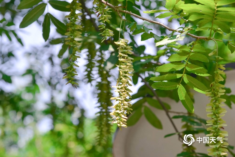 重庆枫杨花开宛如翡翠项链悬挂树梢