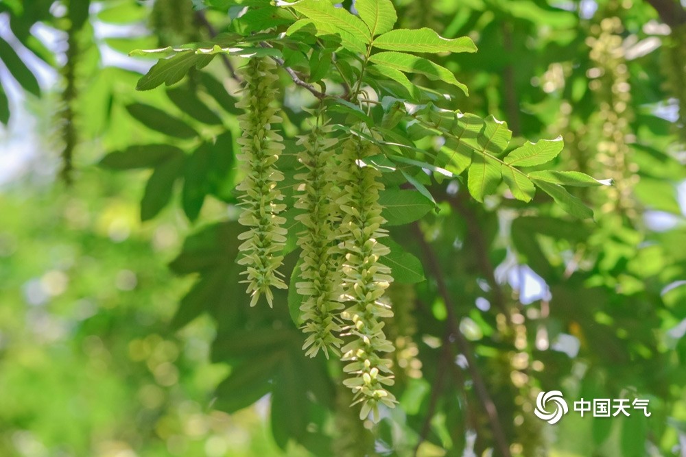 重庆枫杨花开宛如翡翠项链悬挂树梢