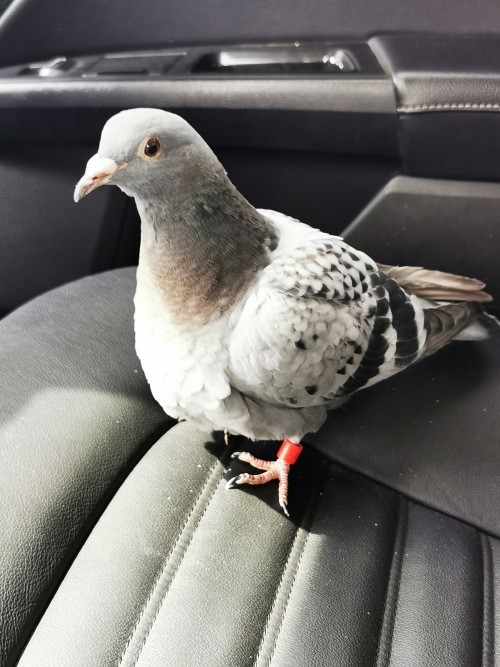 农安居民路边捡到受伤信鸽急寻鸽主