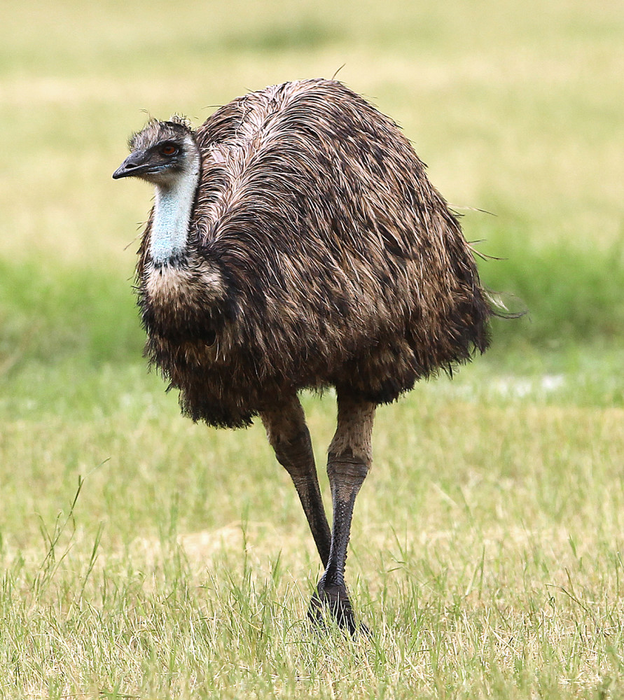 被兔子教做人,澳大利亚又向国鸟鸸鹋宣战,这些鸟更难缠_腾讯新闻