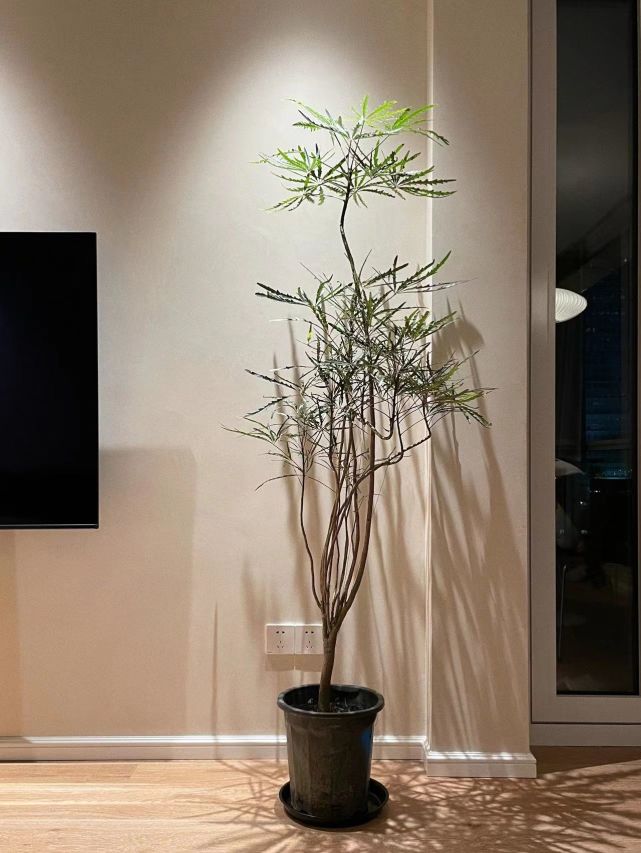 土壤孔雀木喜欢湿润的环境,春秋季节长得快,水分方面