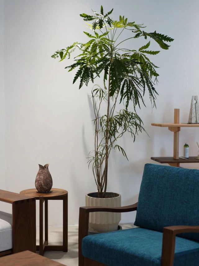 67孔雀木喜欢半阴环境,家庭养殖时可以在春秋季节将