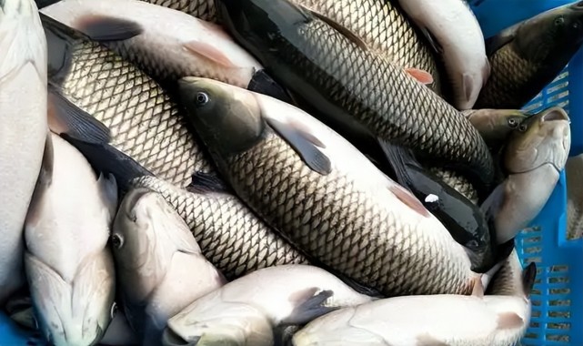 因为草鱼都是群体活动,如果鱼进窝的话,水就会变得浑浊,水深在2米左右