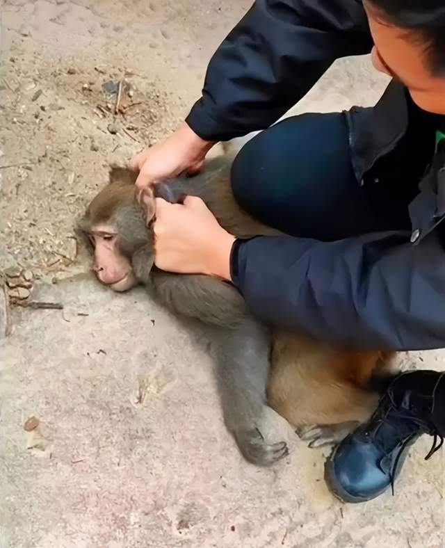 重庆发生"野猴勒索"事件,抓走女孩勒索食物,难道猴子还在进化