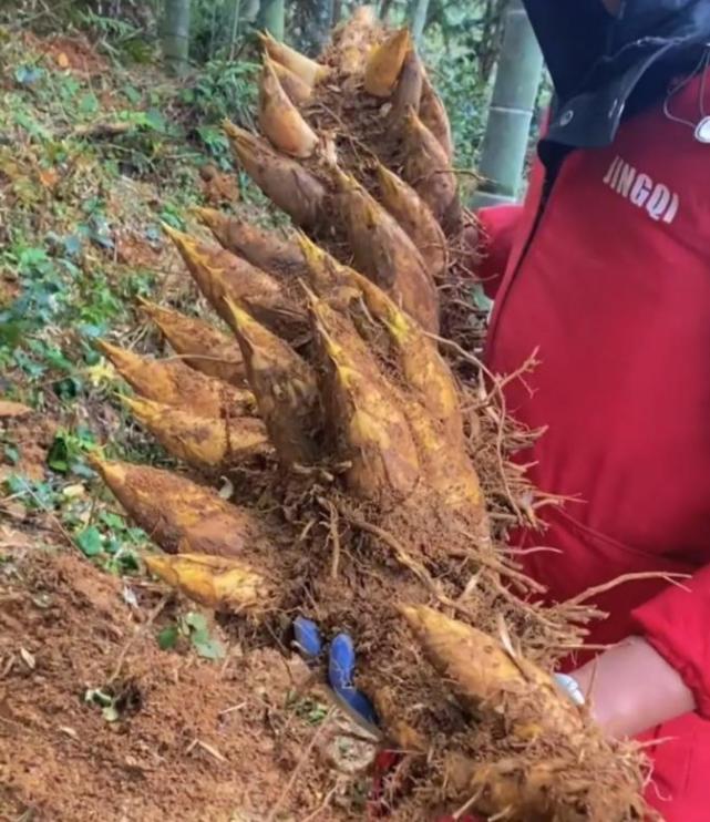 挖冬笋是一个技术活,更是一个概率活.