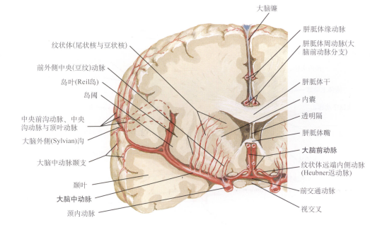 額眶動脈屬於皮質支,自大腦中動脈m1段遠端發出,終止於眶額皮質,主要