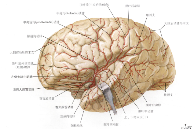 腦動脈系列|大腦中動脈的解剖