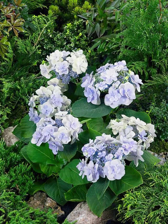 根系强健易爆花,花园中不得不提的你我系列绣球!