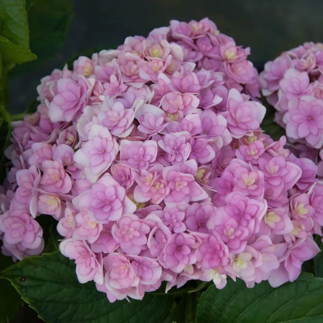 根系强健易爆花,花园中不得不提的你我系列绣球!