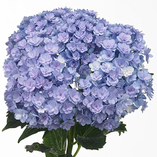 根系强健易爆花,花园中不得不提的你我系列绣球!