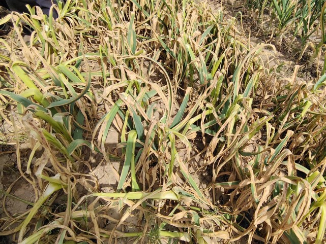 种植大蒜最怕遇到这种病害,严重可减产1千斤,防治四种小技巧