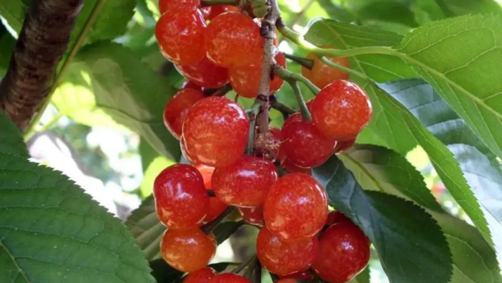 朱提文苑|小寨樱桃熟了_腾讯新闻