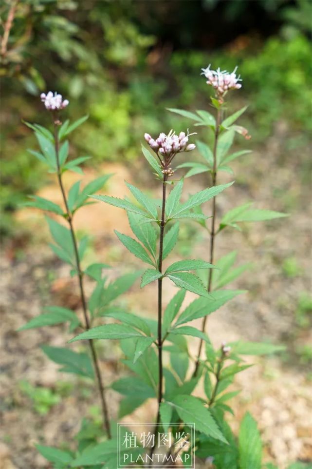 兰草|涉江采芙蓉,兰泽多芳草