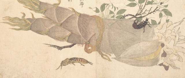 二十四节气 立夏始鸣的昆虫界 土行孙 你见过吗 土狗 昆虫 土行孙 二十四节气