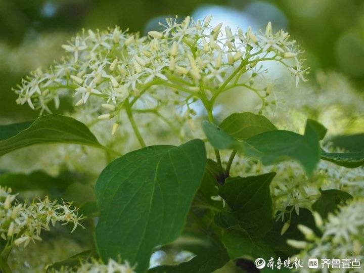 毛梾是山茱萸科梾木属落叶乔木,高可达15米,是木本油料植物,果实含油