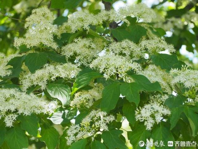 毛梾是山茱萸科梾木属落叶乔木,高可达15米,是木本油料植物,果实含油