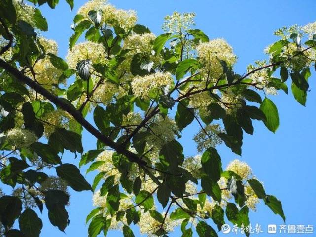 毛梾是山茱萸科梾木属落叶乔木,高可达15米,是木本油料植物,果实含油