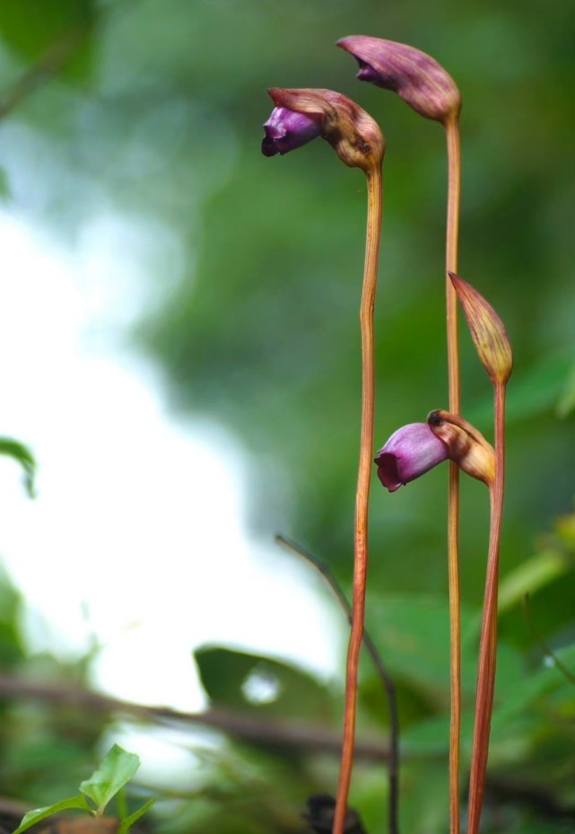 香味濃郁,花朵是各色帶粉邊點綴漸變,花瓣仍然是月季,仙氣