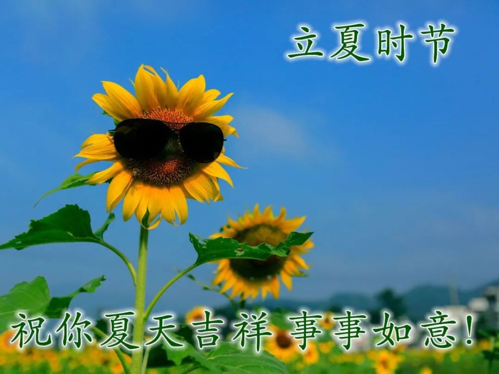 立夏节气唯美祝福问候图片带字大全早上好问候语温馨短句早安祝福表情