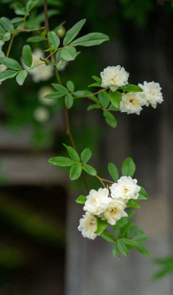 立夏 风暖昼长 夏浅情长 天天看点