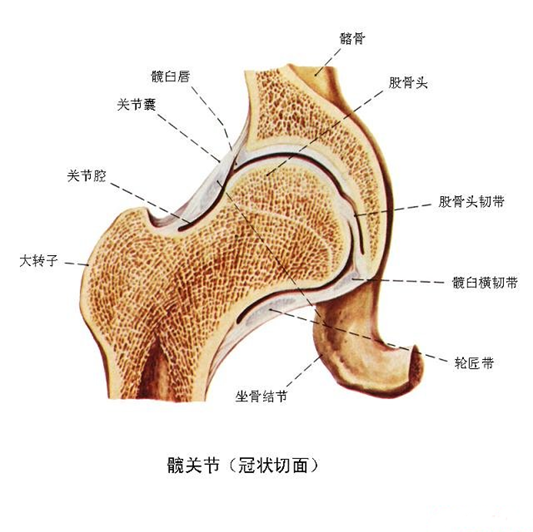 髖關節結構—韌帶03髖關節結構—軟骨02股骨頭,頸處骨小梁的排列方向