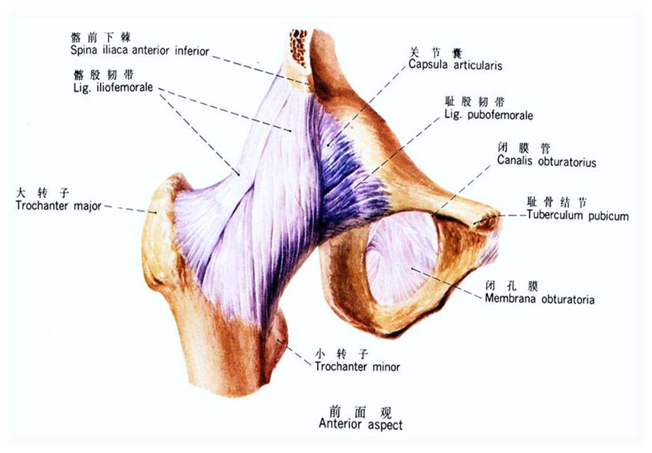 (1)髂股韧带 位于关节前面,是人体强有力的韧带之一,起于髂前下棘,向