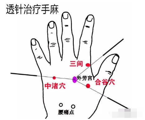 功能,提高心肌和心包的血流機能;提高三焦機體功能;提高主任脈不暢