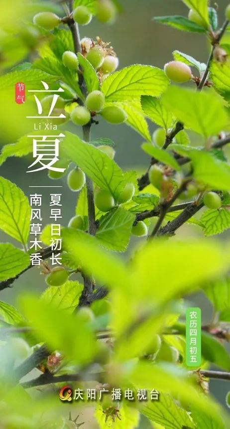 【微海报】立夏|夏早日初长 南风草木香