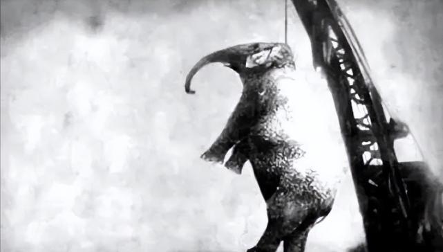 唯一一头被处以绞刑的母象美国人1916年判它绞刑原因让人痛心