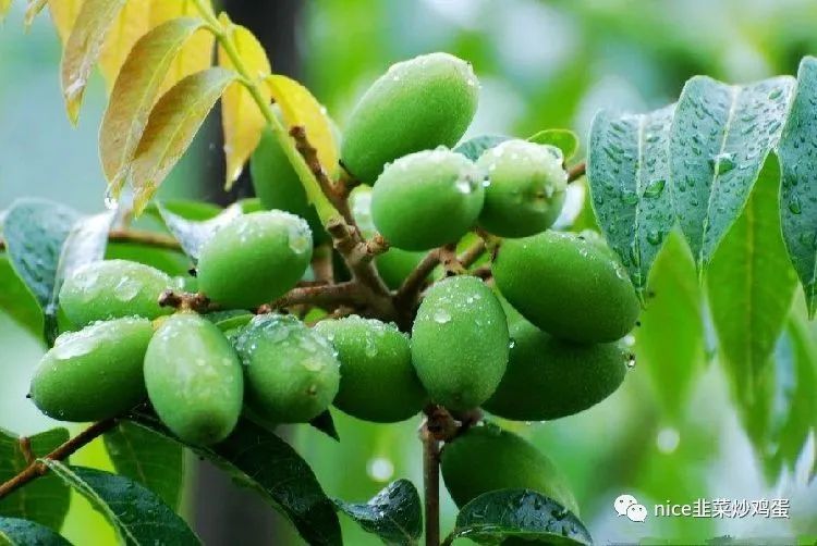 健康水果橄榄对人身体健康有什么好处吗