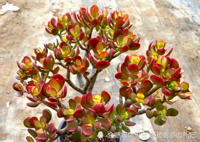 西南養多肉姬紅花月其實哪裡都能養但想變紅須滿足3要求