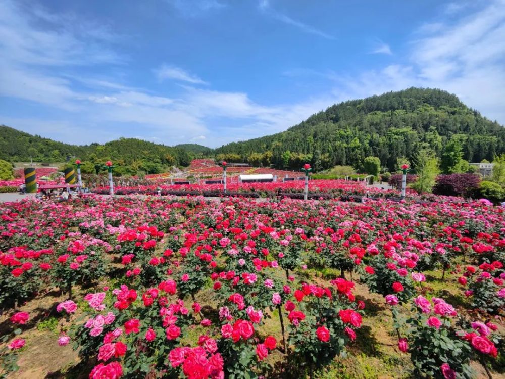 2022年4月30日,遊客在貴州農博園玫瑰園遊玩2022年4月30日,遊客在貴州