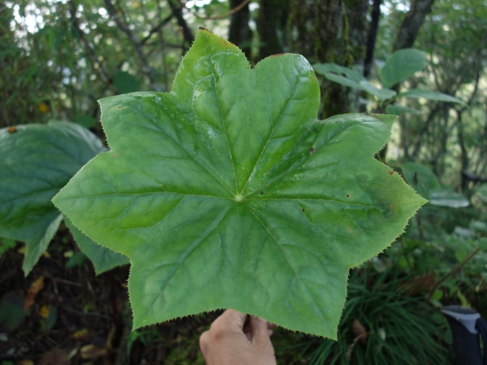 重庆阴条岭上新发现国家二级保护植物八角莲